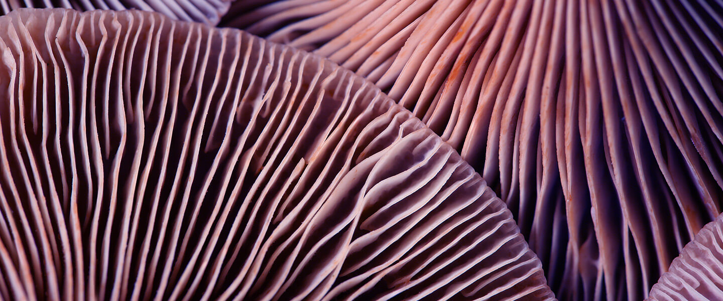 Small Pilot Trial Combining Cognitive Behavioral Therapy (CBT) With Psilocybin Yields Rapid, Significant, and Sustained Relief of Major Depression Symptoms
