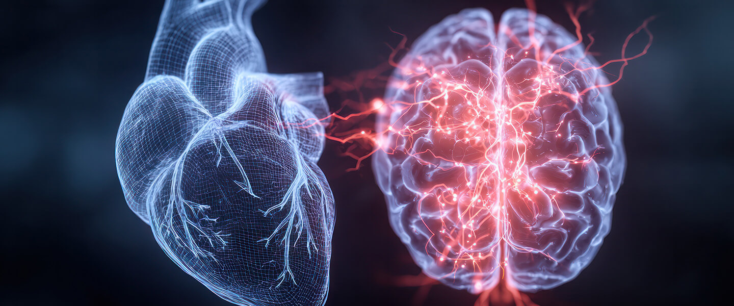 A Heart-Brain-Immune “Loop” Is Shown to Contribute to Heart Attack Damage and Suggests New Brain &amp; Nervous System Targets for Intervention
