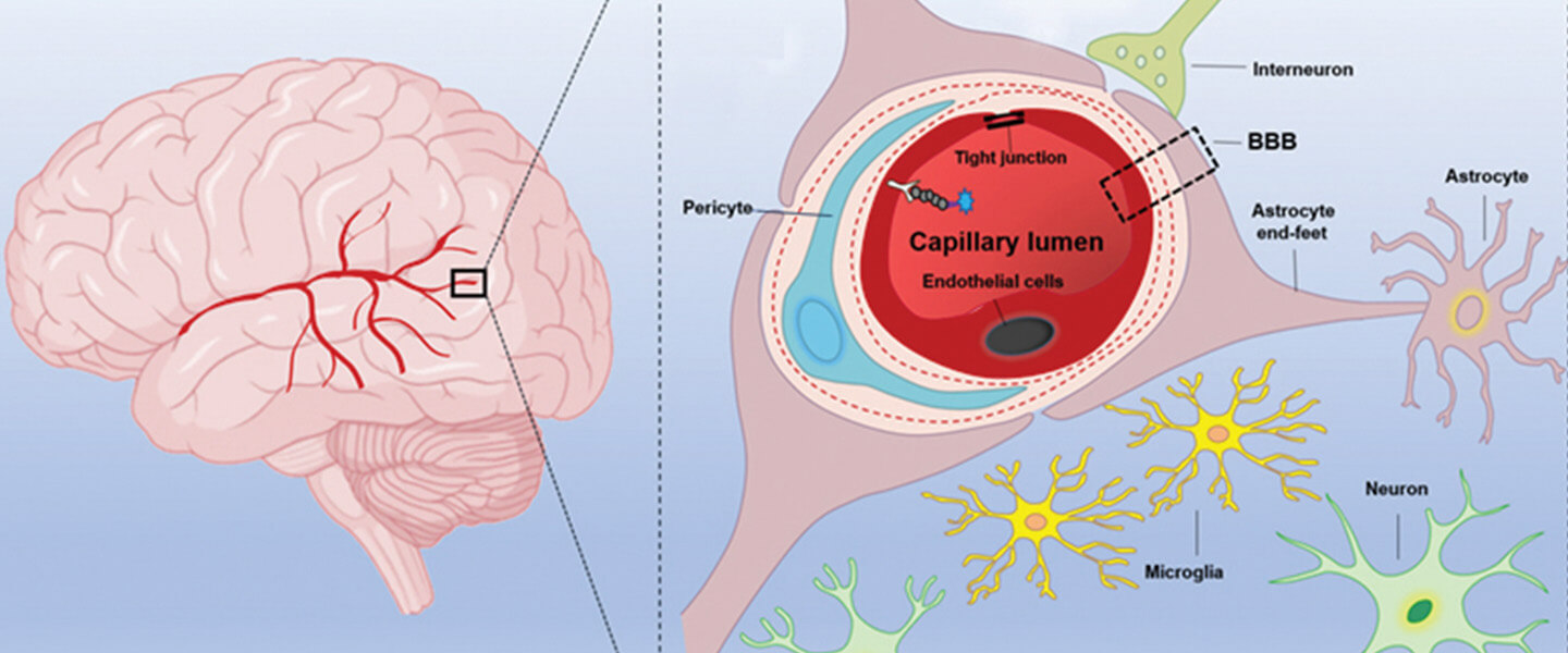 How COVID Infection May Damage the Brain and Affect Mental Illness Symptoms &amp; Mortality

