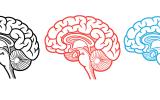 In Children with ADHD, Neuroimaging Data Reveals 3 Distinct Neural Biotypes