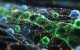 A Way to Repair a “Leaky” Blood-Brain Barrier is Tested, Potentially Relevant for Schizophrenia, Autism and Other Disorders