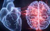 A Heart-Brain-Immune “Loop” Is Shown to Contribute to Heart Attack Damage and Suggests New Brain & Nervous System Targets for Intervention