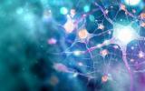 Important Advance in Brain Organoid Technology Provides Platform to Study Pathology and Test Therapies for Autism, Schizophrenia, Dementia, Cerebral Palsy, Among Others
