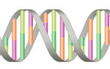 The First Robust Genetic Markers for ADHD Are Reported