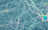The last decade has seen a vast increase in the use of brain stimulation technologies to reduce symptoms of psychiatric illness. By far the most influential has been TMS, a non-invasive method employing magnets that generate electric fields which are thought to therapeutically alter the activity of neurons and brain circuits involved in depression and other disorders.    TMS was pioneered by BBRF Scientific Council member Mark S. George, M.D., who used two early-career BBRF grants to develop the protocol ul