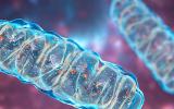 A Problem With Energy-Producing Mitochondria May Increase Risk for Schizophrenia