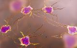 Remodeling neural circuits from stress