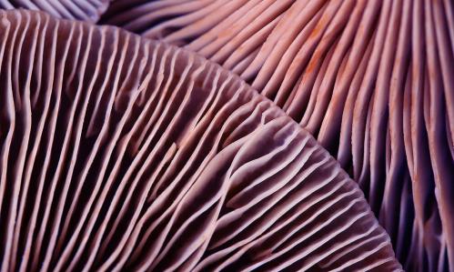 Small Pilot Trial Combining Cognitive Behavioral Therapy (CBT) With Psilocybin Yields Rapid, Significant, and Sustained Relief of Major Depression Symptoms