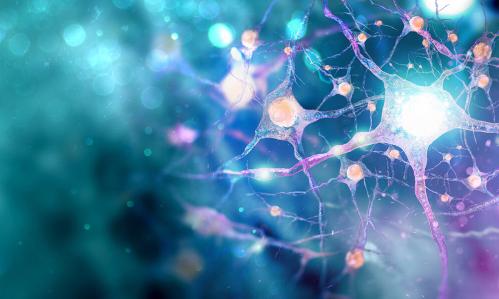 Important Advance in Brain Organoid Technology Provides Platform to Study Pathology and Test Therapies for Autism, Schizophrenia, Dementia, Cerebral Palsy, Among Others