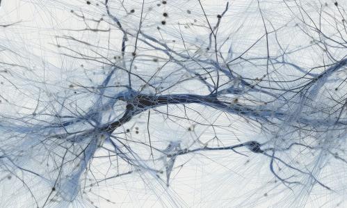 For the First Time, Researchers Model a Crucial Phase of Early Human Brain Development—the Forging of Connections Across the Developing Spinal Cord