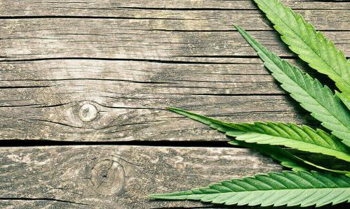 Largest Genome Study to Date of Cannabis Use Disorder Reveals New Genetic Underpinnings