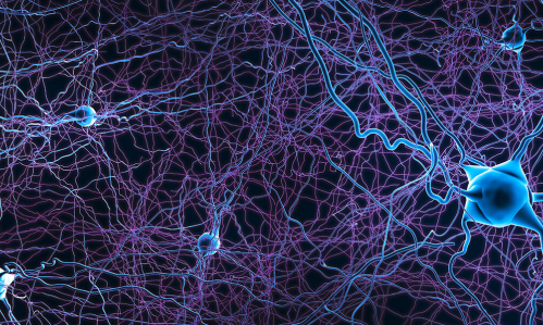 Lab-Grown Human Neurons Transplanted into the Rat Brain Grew, Connected, and Promise to Shed Light on Psychiatric Illness
