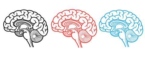 In Children with ADHD, Neuroimaging Data Reveals 3 Distinct Neural Biotypes