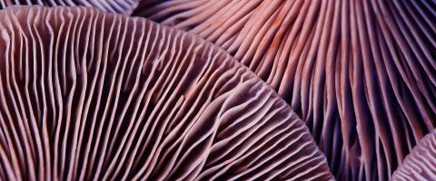 Small Pilot Trial Combining Cognitive Behavioral Therapy (CBT) With Psilocybin Yields Rapid, Significant, and Sustained Relief of Major Depression Symptoms