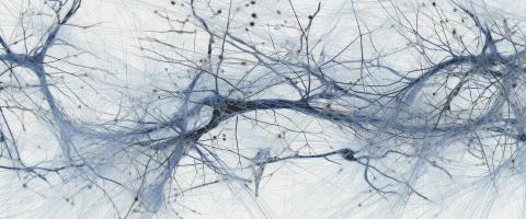 For the First Time, Researchers Model a Crucial Phase of Early Human Brain Development—the Forging of Connections Across the Developing Spinal Cord