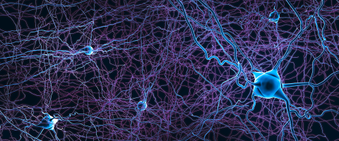 Lab-Grown Human Neurons Transplanted into the Rat Brain Grew, Connected, and Promise to Shed Light on Psychiatric Illness
