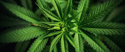 Cannabis Use in Adolescence May Alter Development of Cerebral Cortex