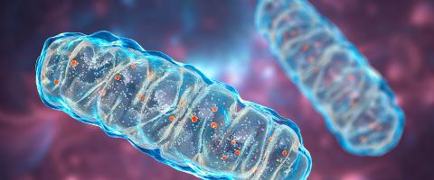 A Problem With Energy-Producing Mitochondria May Increase Risk for Schizophrenia
